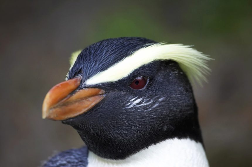 nz-country-info-tawaki-penguin