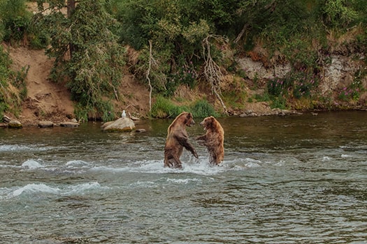 Grizzlies & Alaskan Wildlife